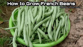 How to Grow French Beans From Seeds at Home / How to Grow Bush Beans -Ultimate Guide For High Yields