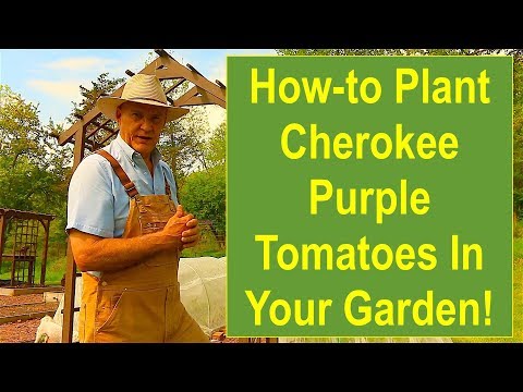 , title : 'Keep Calm and Learn How to Plant Cherokee Purple Tomatoes in Your Garden!'