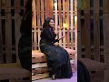 Thalapathy Vijay As Wolverine Shorts Leo Lokesh Kanagaraj Sun TV