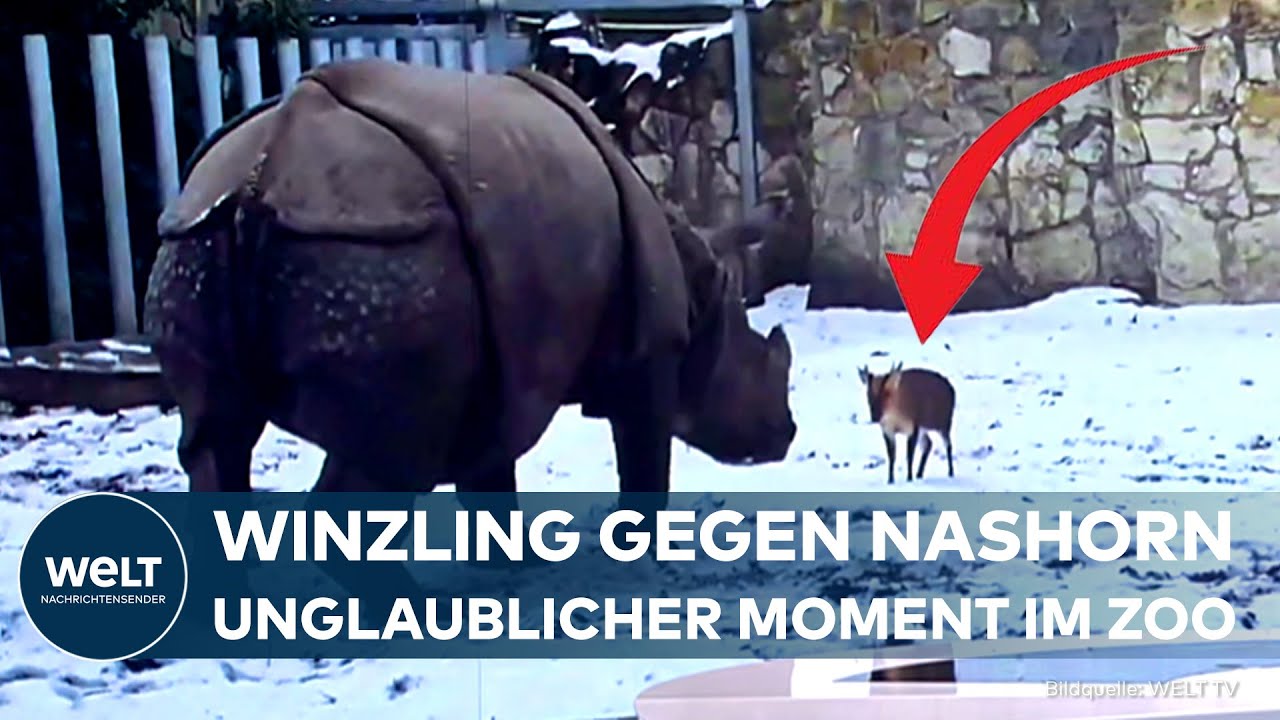 UNFAIRES DUELL: David gegen Goliath im Zoo - Mini-Hirsch fordert Nashorn heraus!