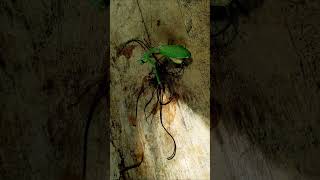 Mantis se salva del parásito