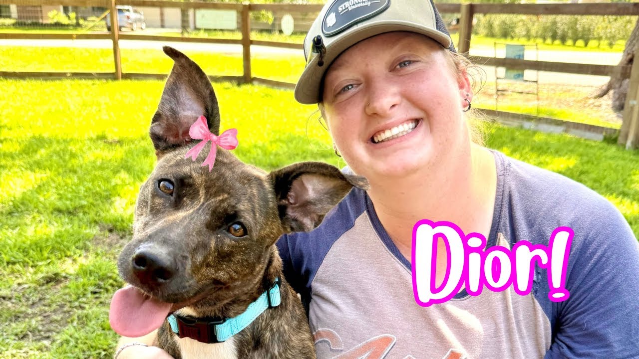 Enlarge Dior Love is all the sweetness!, a Adoptable mixed breed in Friendswood, TX video 6/6