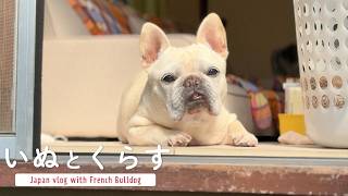 老犬フレブルと身の回りを整える春の暮らし