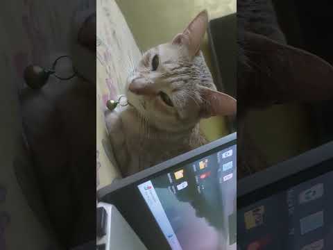 Mein aaj gai #jamshedpur #cat #catlover #parsianwhitecatkitten #funnyshorts #cute #funny #trending