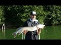 Pêche Du Brochet Au Spinnerbait