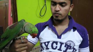 speaking india parrot