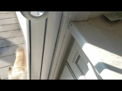 Homemade Ant Treatment Backfires in Belmar, NJ