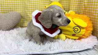 ミニチュアダックスの動画01