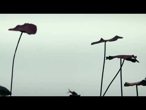 Neither Present Nor Absent compilation