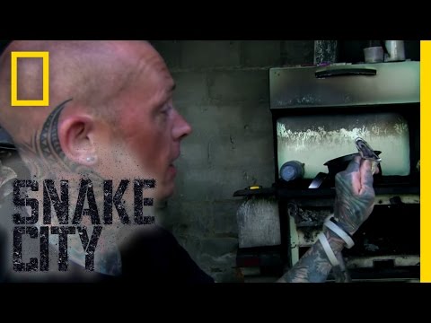 Stove Top Mamba | Snake City
