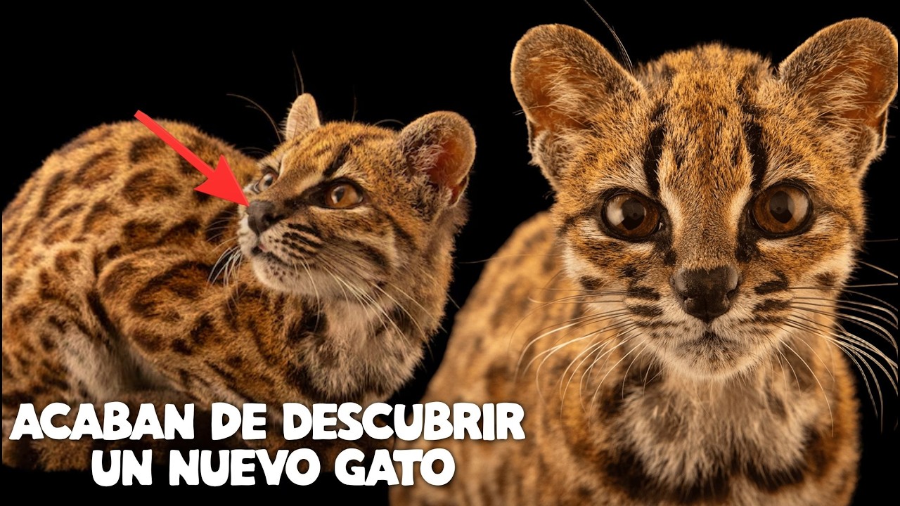 ACABAN de DESCUBRIR UN NUEVO GATO