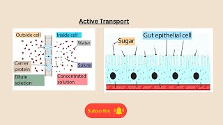 Active Transport for AQA GCSE biology and combined science