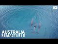 Dolphins Perfect The Art Of Hydroplaning Australia Remastered
