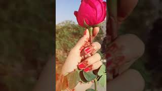 Bekhudhi Tik Tok Lover Roses are Red.. | Whatsapp Status | Rose Day |