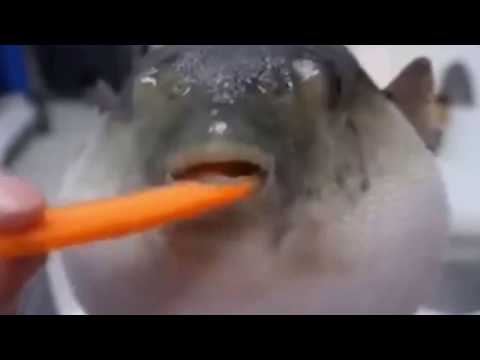 Pufferfish eats carrot meme