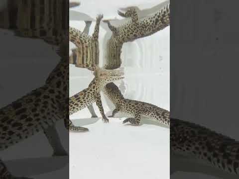 Baby Cuban Crocodiles‼️ #gatorland #crocodile