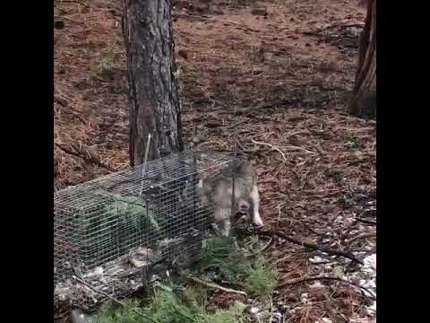 Crazy mean cat gets brave!