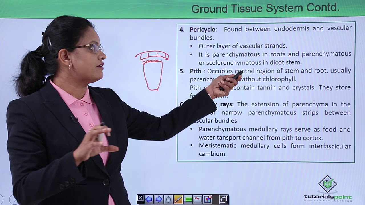 Class10th – Ground Tissue System | Xylem (Hindi) | Tutorials Point