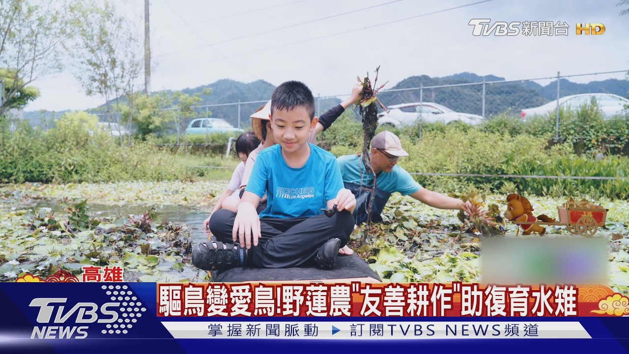 影音/從放炮驅趕到組隊守護! 美濃農民護水雉 數量翻4倍創紀錄