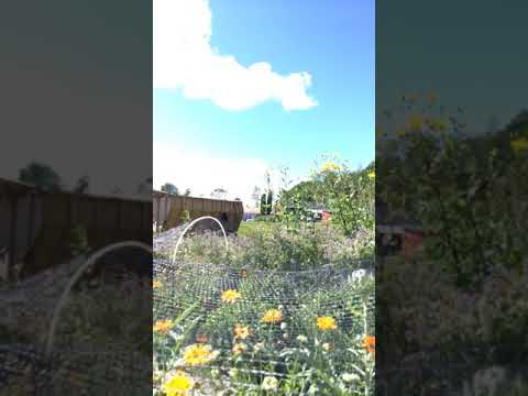 Samla ringblomsfrön