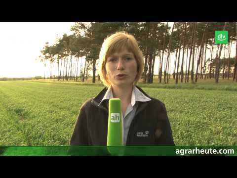 Vegetationsreport: Jetzt Ungräser ausmerzen