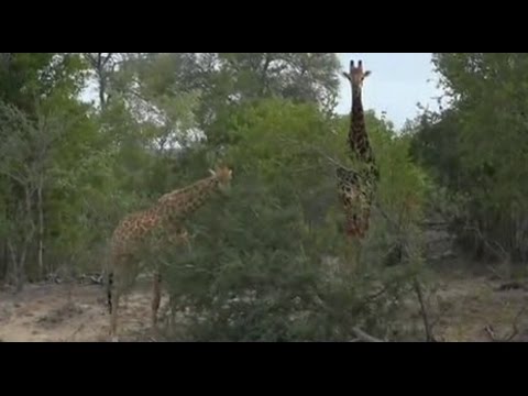 May 30, 2016AM/Sunrise WildEarth LiveSafari Drive