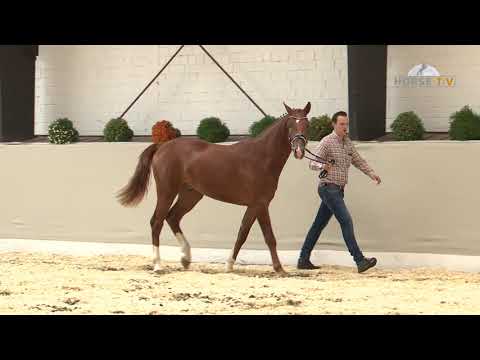 30. Mecklenburger Körtage 2020 - Kat.Nr. 32 Junghengst v. Le Vivaldi - Fürst Heinrich