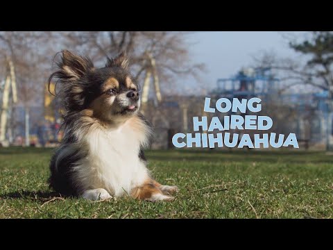 Long Haired Chihuahua Black