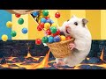 Escaping the Dangerous Maze: A Tiny Hamster's Brave Journey 🐹
