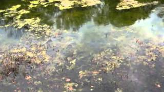 The Chieftains &amp; Alison Krauss - Molly Ban