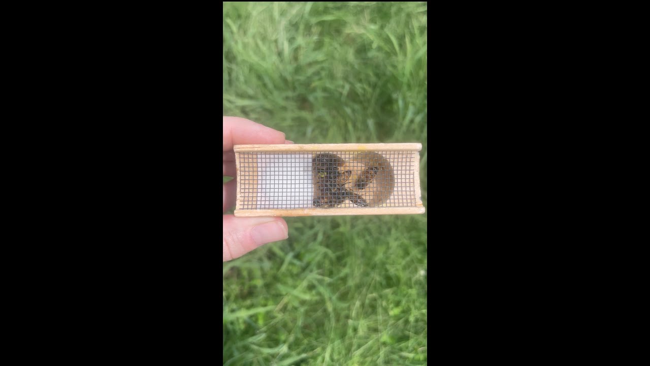 This is How Queen Bees are Shipped in the Mail