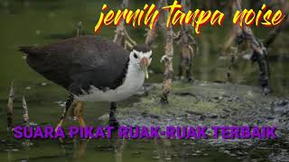 Download lagu SUARA PIKAT RUAK-RUAK TERBAIK, 5 MENIT LANGSUNG DATANG mp3