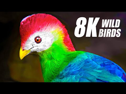 The Most Exclusive Birds Collection in 8K HDR 60FPS ULTRA HD