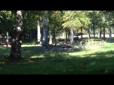 Hirschrudel in der Brunftzeit