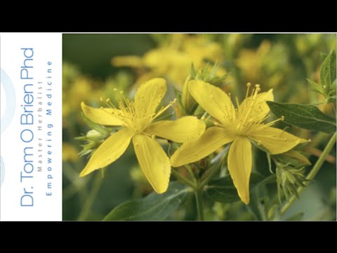 St Johns Wort health benefits Video