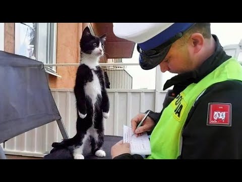 Reason why owning a cat is not easy -  Funny ANNOYING & TROUBLEMAKING CATS