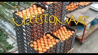preview picture of video 'Praca w Holandii - zbiory pomidorów mięsistych. Vleestomaat. andrju1969'