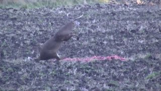 BIG BUCK COMES BACK TO LIFE / LAZARUS