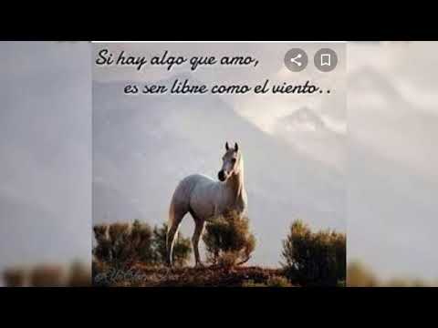 No Me Vas A Ver Llorar - Los Bybys