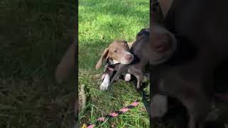 Video preview image #1 Dachshund-Unknown Mix Puppy For Sale in Mechanicsburg, PA, USA