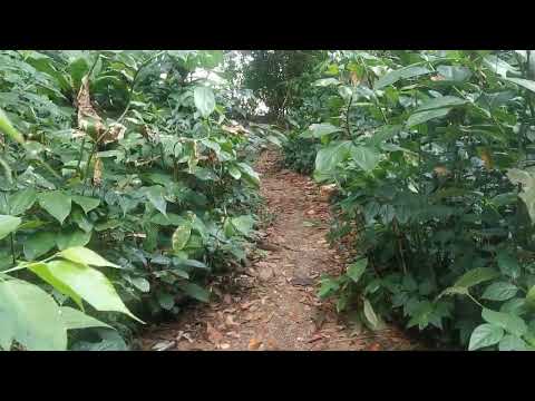 21.02.2020 Nuquí Termales Chocó Kolumbien