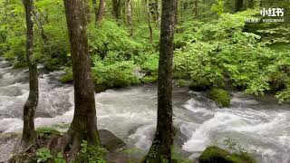 青森県　奥入瀬渓流　阿修羅の流れ