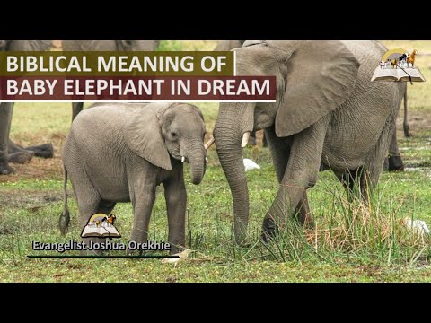 Biblical Meaning of BABY ELEPHANT in Dream - Symbolism and Message