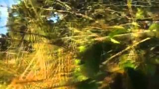 Merchandise - Worthless Apology