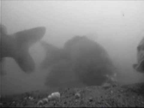 Carp Live! Hooked & hooked