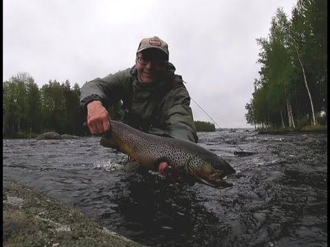 Hunt for the big browntrout at Äyskoski / Ison taimenen metsästystä Äyskoskella