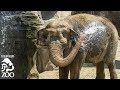 The Care And Feeding Of Elephants At The L A Zoo