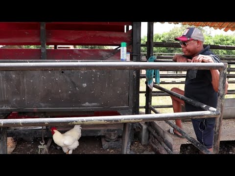 EL DÍA EN EL QUE AL TINO ASPRILLA LO DESPLUMÓ UN GALLO BLANCO RACISTA. CAP 3