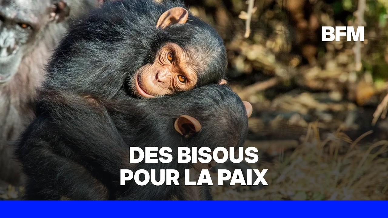 Les grands singes se font des câlins et des bisous pour maintenir la paix, selon une nouvelle étude
