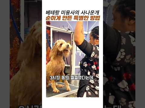 사나운개 순하게 만든 애견 미용사의 특별한 방법 #스탠다드푸들 #애견 미용 #감동동물
